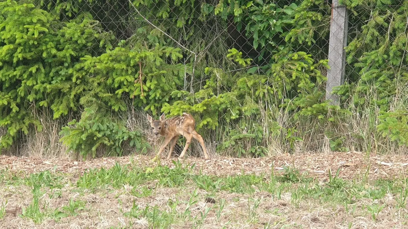 Mladé srnča stojace pri plote v lese